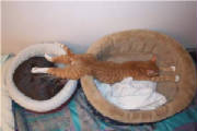 bedbogart.jpg