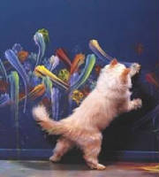 catpaint.jpg