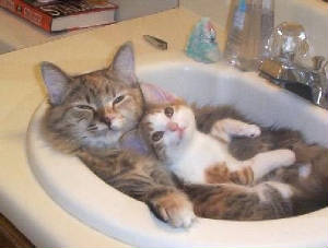 catsinsink.jpg