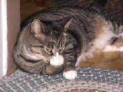 comedykittygivingthefinger.jpg