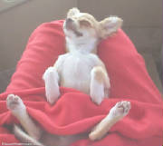 doggynap.jpg