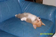 dogtired.jpg