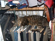 hangingkitty.jpg