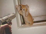 holdupkitty.jpg