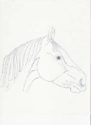horse.jpg