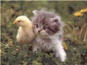 kitnchick.jpg