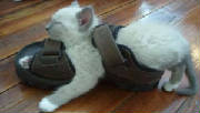 kitnsandal.jpg