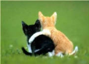 kittyhug.jpg