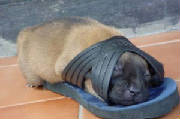 pupnsandal.jpg