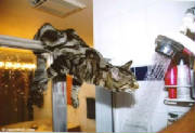 showercat.jpg