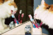 toothbrushcat.jpg