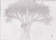 tree3.jpg