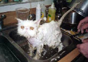 wetcat.jpg