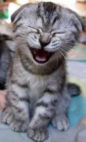laughingcat.jpg